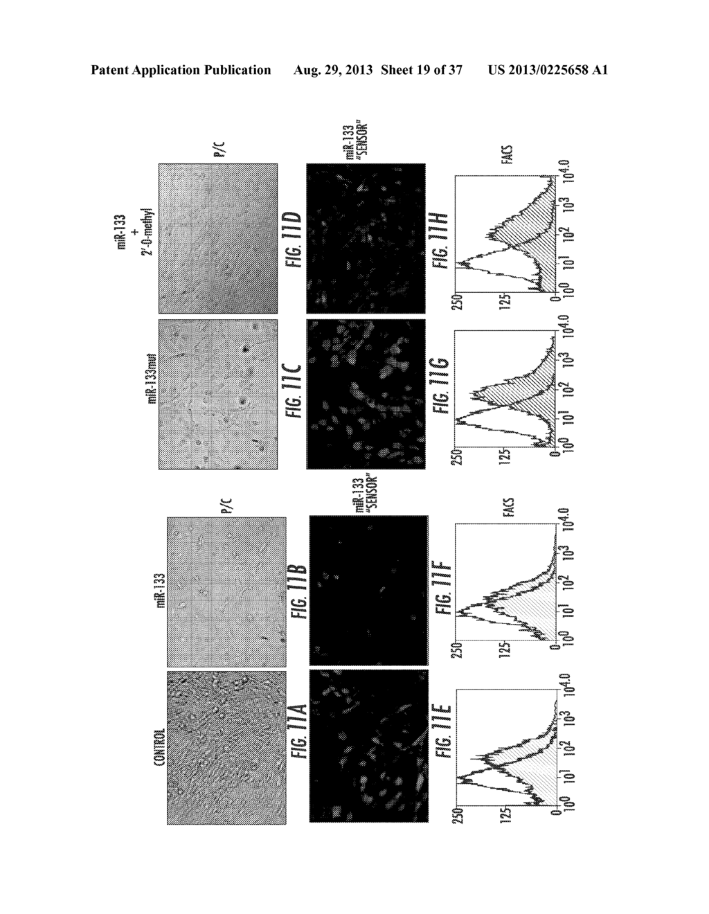 MICRORNAS THAT REGULATE MUSCLE CELL PROLIFERATION AND DIFFERENTIATION - diagram, schematic, and image 20