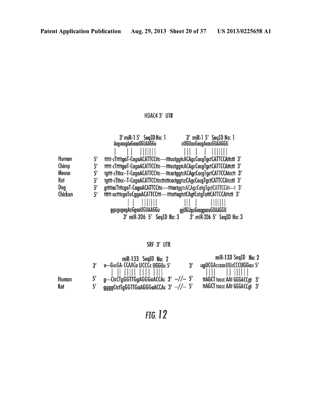 MICRORNAS THAT REGULATE MUSCLE CELL PROLIFERATION AND DIFFERENTIATION - diagram, schematic, and image 21