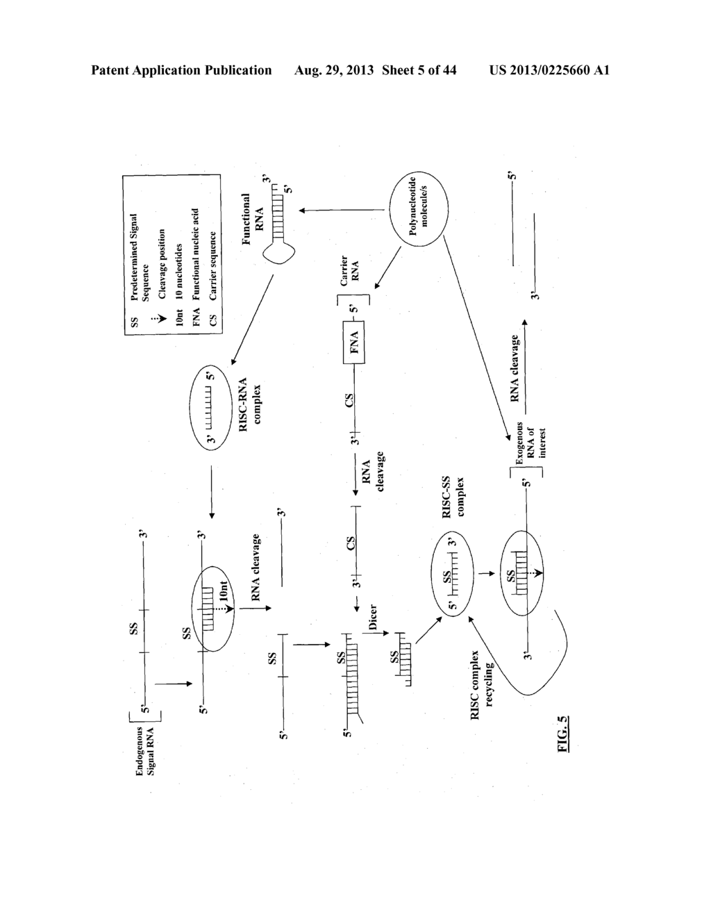 COMPOSITIONS AND METHODS FOR SPECIFIC CLEAVAGE OF EXOGENOUS RNA IN A CELL - diagram, schematic, and image 06