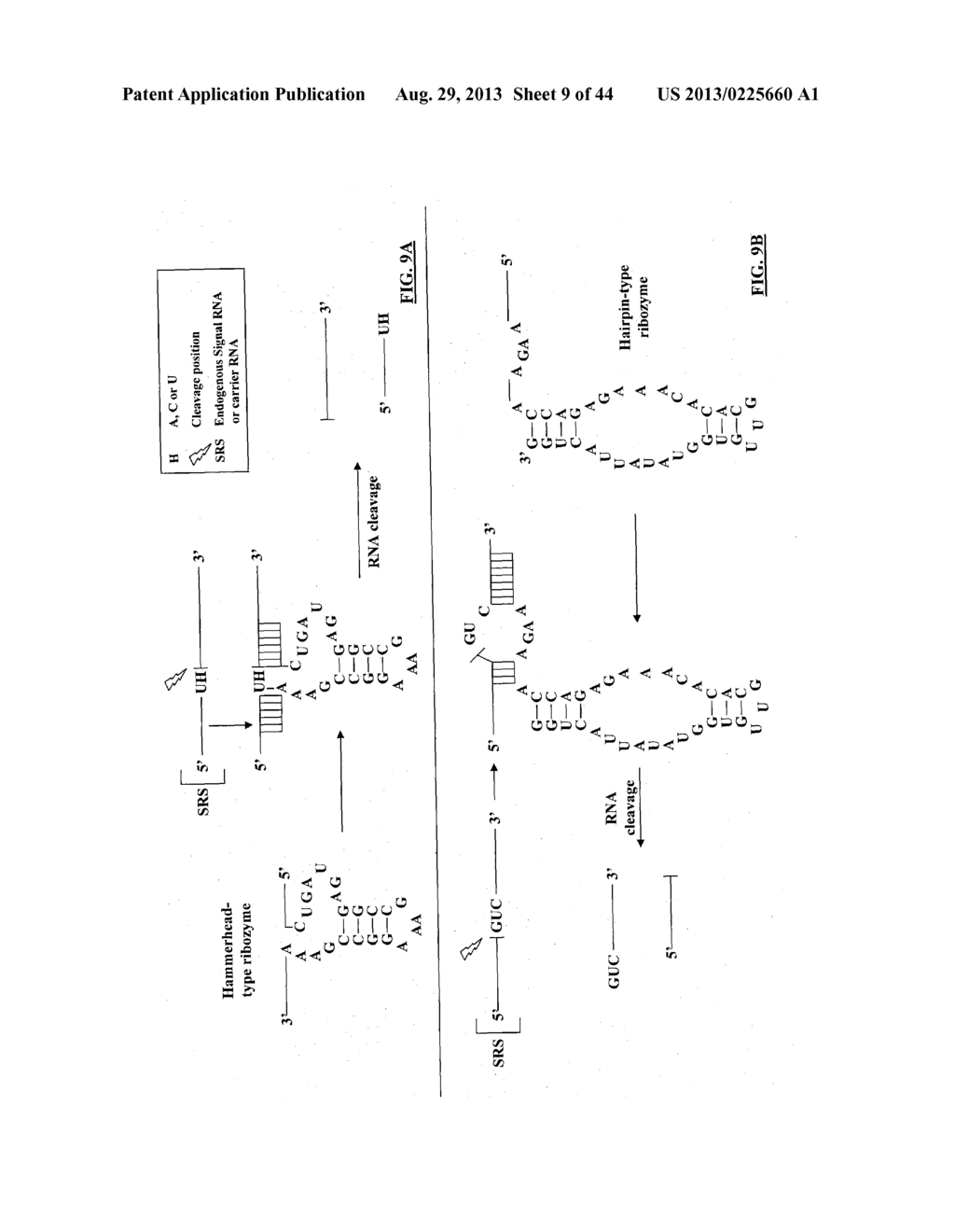 COMPOSITIONS AND METHODS FOR SPECIFIC CLEAVAGE OF EXOGENOUS RNA IN A CELL - diagram, schematic, and image 10