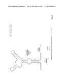 COMPOSITIONS AND METHODS FOR SPECIFIC CLEAVAGE OF EXOGENOUS RNA IN A CELL diagram and image