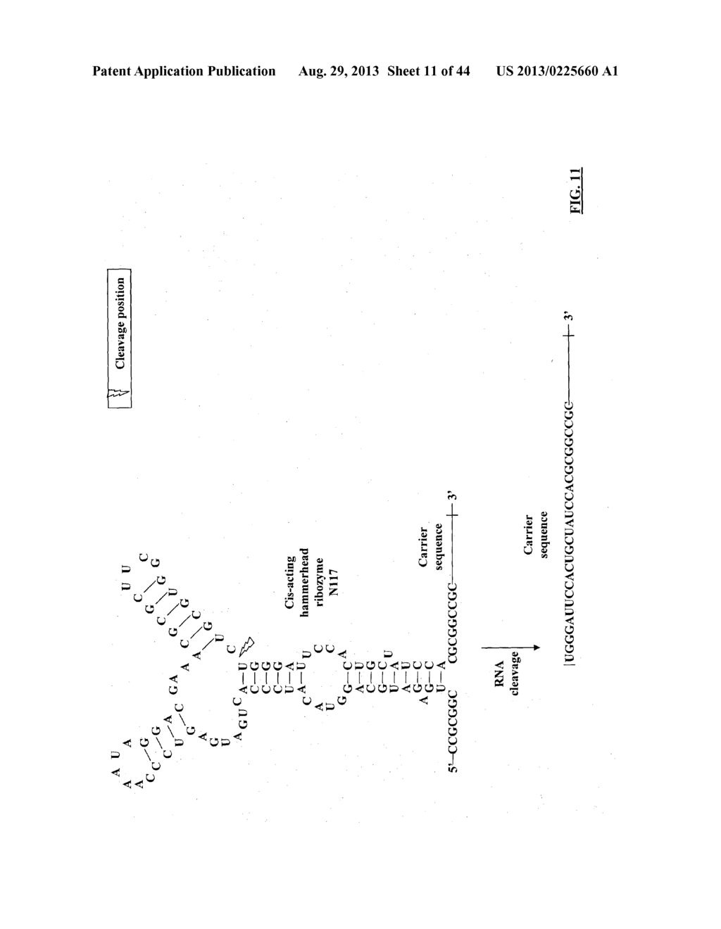 COMPOSITIONS AND METHODS FOR SPECIFIC CLEAVAGE OF EXOGENOUS RNA IN A CELL - diagram, schematic, and image 12