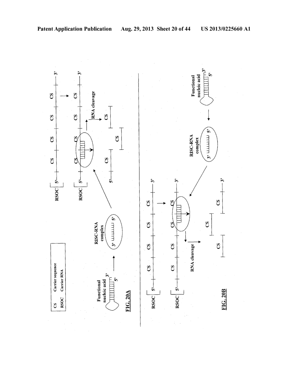 COMPOSITIONS AND METHODS FOR SPECIFIC CLEAVAGE OF EXOGENOUS RNA IN A CELL - diagram, schematic, and image 21