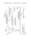 COMPOSITIONS AND METHODS FOR SPECIFIC CLEAVAGE OF EXOGENOUS RNA IN A CELL diagram and image