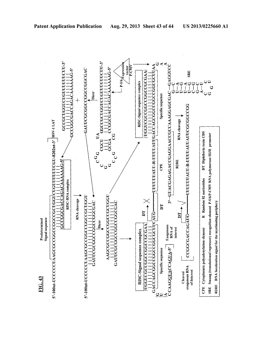 COMPOSITIONS AND METHODS FOR SPECIFIC CLEAVAGE OF EXOGENOUS RNA IN A CELL - diagram, schematic, and image 44