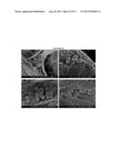 STERILIZATION OF PROTEINACEOUS BIOMATERIALS AND TISSUES WITH GENIPIN diagram and image