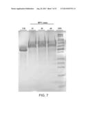 COMPOSITIONS COMPRISING FIBROUS POLYPEPTIDES AND POLYSACCHARIDES diagram and image