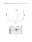 COMPOSITIONS COMPRISING FIBROUS POLYPEPTIDES AND POLYSACCHARIDES diagram and image