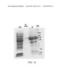 COMPOSITIONS COMPRISING FIBROUS POLYPEPTIDES AND POLYSACCHARIDES diagram and image