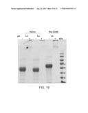 COMPOSITIONS COMPRISING FIBROUS POLYPEPTIDES AND POLYSACCHARIDES diagram and image