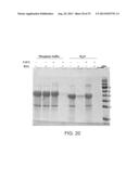 COMPOSITIONS COMPRISING FIBROUS POLYPEPTIDES AND POLYSACCHARIDES diagram and image