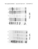 COMPOSITIONS COMPRISING FIBROUS POLYPEPTIDES AND POLYSACCHARIDES diagram and image