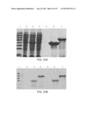 COMPOSITIONS COMPRISING FIBROUS POLYPEPTIDES AND POLYSACCHARIDES diagram and image