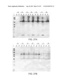 COMPOSITIONS COMPRISING FIBROUS POLYPEPTIDES AND POLYSACCHARIDES diagram and image