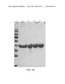 COMPOSITIONS COMPRISING FIBROUS POLYPEPTIDES AND POLYSACCHARIDES diagram and image