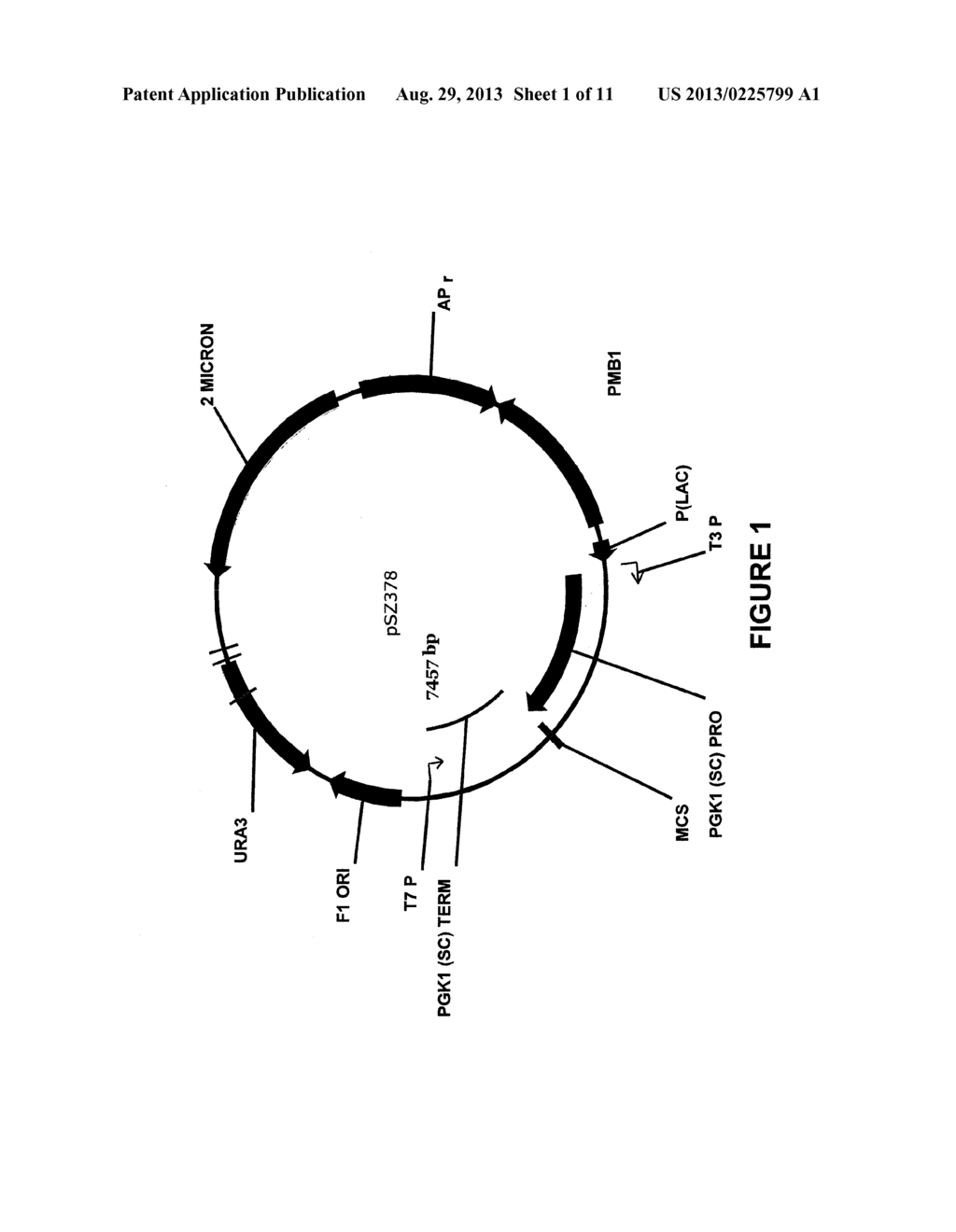 NOVEL DGAT GENES FOR INCREASED SEED STORAGE LIPID PRODUCTION AND ALTERED     FATTY ACID PROFILES IN OILSEED PLANTS - diagram, schematic, and image 02