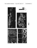 ISLET STORING INTRAOCULAR IMPLANT, METHOD OF USING THE SAME AND KIT     INCLUDING THE SAME diagram and image