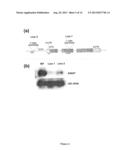 USE OF NAP GENE TO MANIPULATE LEAF SENESCENCE IN PLANTS diagram and image