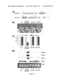 USE OF NAP GENE TO MANIPULATE LEAF SENESCENCE IN PLANTS diagram and image