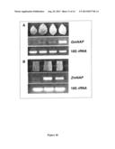 USE OF NAP GENE TO MANIPULATE LEAF SENESCENCE IN PLANTS diagram and image