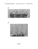 USE OF NAP GENE TO MANIPULATE LEAF SENESCENCE IN PLANTS diagram and image