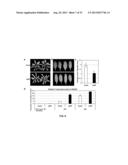 METHODS AND COMPOSITIONS TO REGULATE PLANT TRANSFORMATION SUSCEPTIBILITY diagram and image