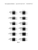 METHODS AND COMPOSITIONS TO REGULATE PLANT TRANSFORMATION SUSCEPTIBILITY diagram and image