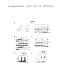 Cell Permeable Inhibitors of Anaphase Promoting Complex diagram and image