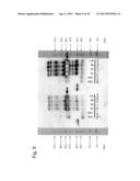 PHARMACEUTICAL COMPOSITION FOR TREATING BONE DISEASES WHICH COMPRISES     PROTEIN COMPRISING FRIZZLED1, FRIZZLED2 OR FRIZZLED7 EXTRACELLULAR     CYSTEINE-RICH DOMAIN diagram and image