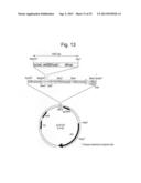 PHARMACEUTICAL COMPOSITION FOR TREATING BONE DISEASES WHICH COMPRISES     PROTEIN COMPRISING FRIZZLED1, FRIZZLED2 OR FRIZZLED7 EXTRACELLULAR     CYSTEINE-RICH DOMAIN diagram and image