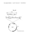 PHARMACEUTICAL COMPOSITION FOR TREATING BONE DISEASES WHICH COMPRISES     PROTEIN COMPRISING FRIZZLED1, FRIZZLED2 OR FRIZZLED7 EXTRACELLULAR     CYSTEINE-RICH DOMAIN diagram and image