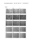 Tumor-Targeting Monoclonal Antibodies to FZD10 and Uses Thereof diagram and image