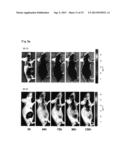 Tumor-Targeting Monoclonal Antibodies to FZD10 and Uses Thereof diagram and image