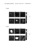 Tumor-Targeting Monoclonal Antibodies to FZD10 and Uses Thereof diagram and image