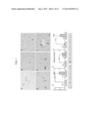 Anti-Leukocyte Recruitment Therapy for the Treatment of Seizures and     Epilepsy diagram and image