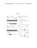 Anti-Leukocyte Recruitment Therapy for the Treatment of Seizures and     Epilepsy diagram and image