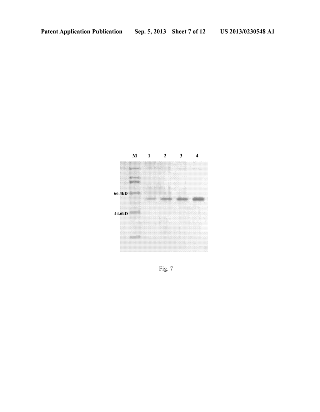 TRUNCATED L1 PROTEIN OF HUMAN PAPILLOMAVIRUS TYPE 52 - diagram, schematic, and image 08