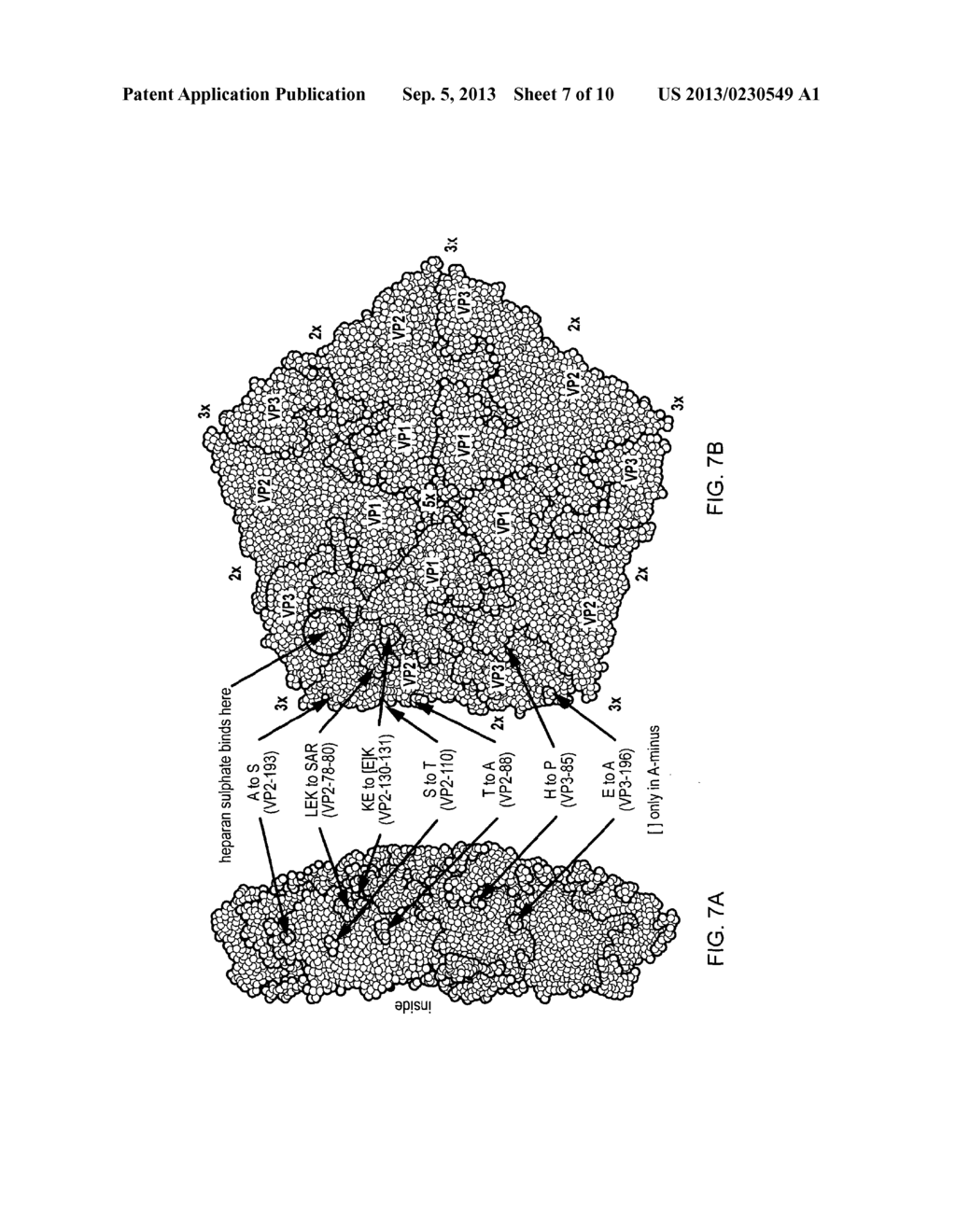 FOOT AND MOUTH DISEASE VIRUS WITH INCREASED STABILITY AND ITS USE AS     VACCINE - diagram, schematic, and image 08