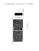 Administration of SNS Neuroprotective Agents to Promote Hematopoietic     Regeneration diagram and image