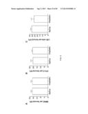 Administration of SNS Neuroprotective Agents to Promote Hematopoietic     Regeneration diagram and image