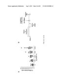 Administration of SNS Neuroprotective Agents to Promote Hematopoietic     Regeneration diagram and image