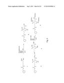 TREATING BLADDER TUMOR CELLS USING FIBRONECTIN ATTACHMENT PROTEIN AS A     TARGET diagram and image