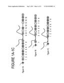 Nanoreporters And Methods Of Manufacturing And Use Thereof diagram and image