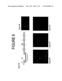 Nanoreporters And Methods Of Manufacturing And Use Thereof diagram and image