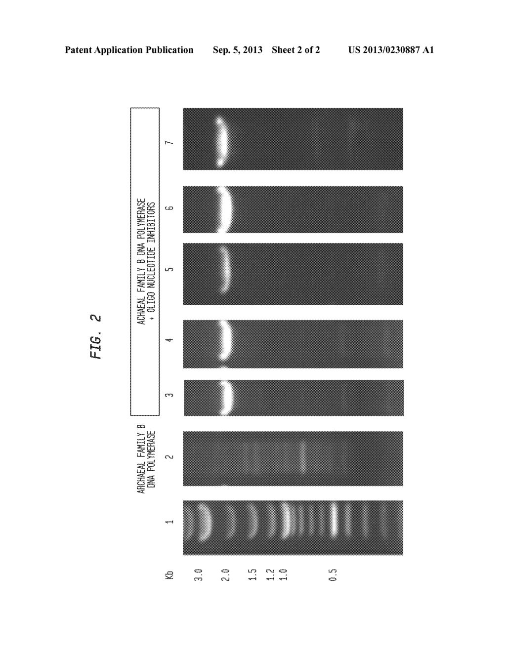 Synthetic Nucleic Acids for Polymerization Reactions - diagram, schematic, and image 03