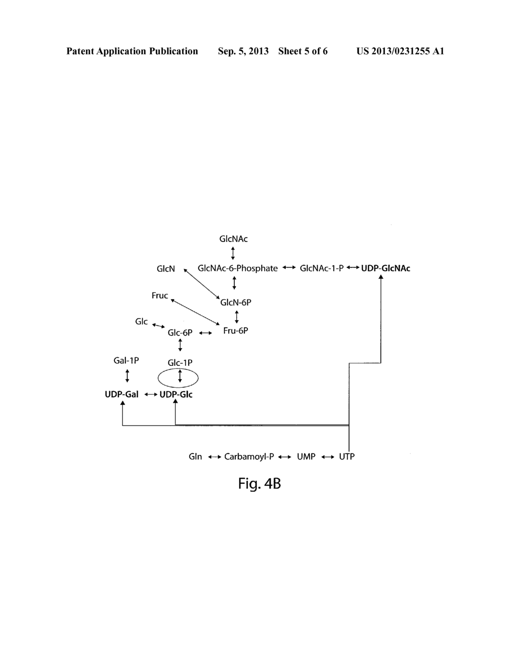 HIGH MANNOSE GLYCANS - diagram, schematic, and image 06