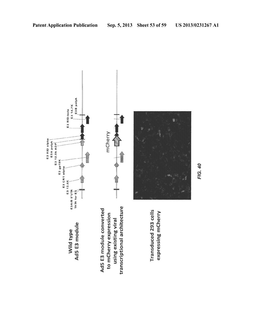 ADENOVIRAL ASSEMBLY METHOD - diagram, schematic, and image 54