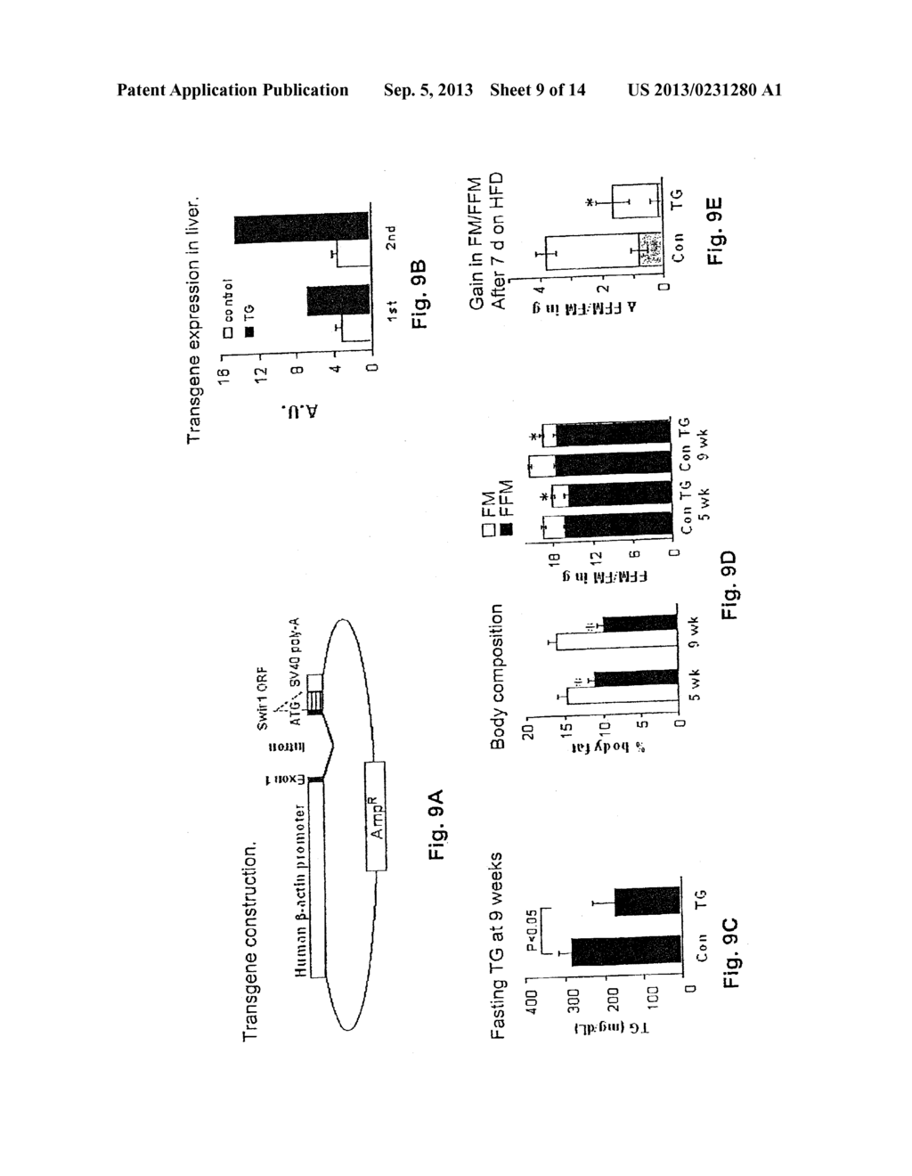 Novel Peptide Involved in Energy Homeostasis - diagram, schematic, and image 10