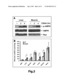 TREATMENT OF TYPE II DIABETES AND DIABETES-ASSOCIATED DISEASES WITH SAFE     CHEMICAL MITOCHONDRIAL UNCOUPLERS diagram and image