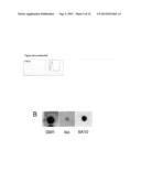 NOVEL ANTIBODY TO A CARBONIC ANHYDRASE diagram and image